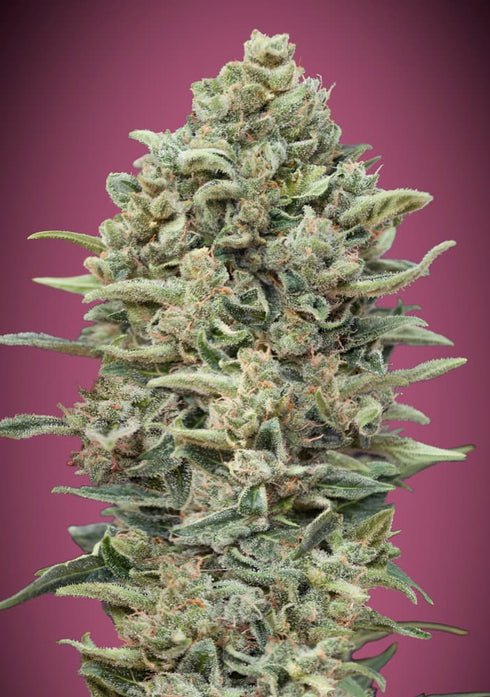 Advanced Seeds - Gelato #33 FAST